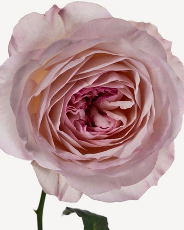Hermessence Rose Ikebana Eau De Toilette 15ml