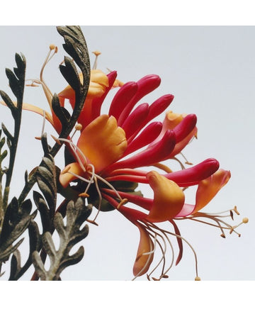 Honeysuckle &amp; Davana Cologne 30ml/1floz