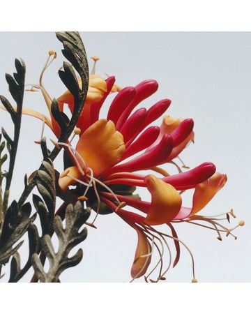 Jo Malone London Honeysuckle & Davana Cologne 100ml