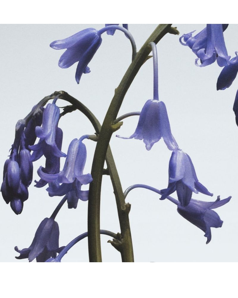 Wild Bluebell Diffuser 165ml
