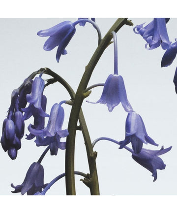 Wild Bluebell Diffuser 165ml