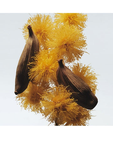 Mimosa + Cardamon Cologne 30ml