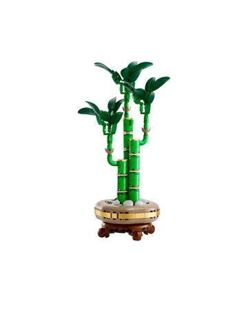 Lucky Bamboo
