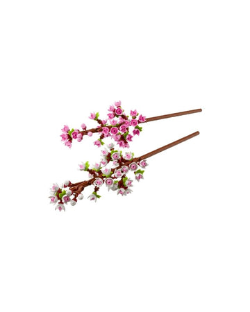 Cherry Blossoms
