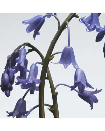 Wild Bluebell Hand Cream 30ml